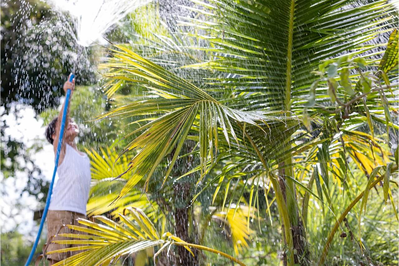 Spezialdünger für Palmen mit Langzeitwirkung