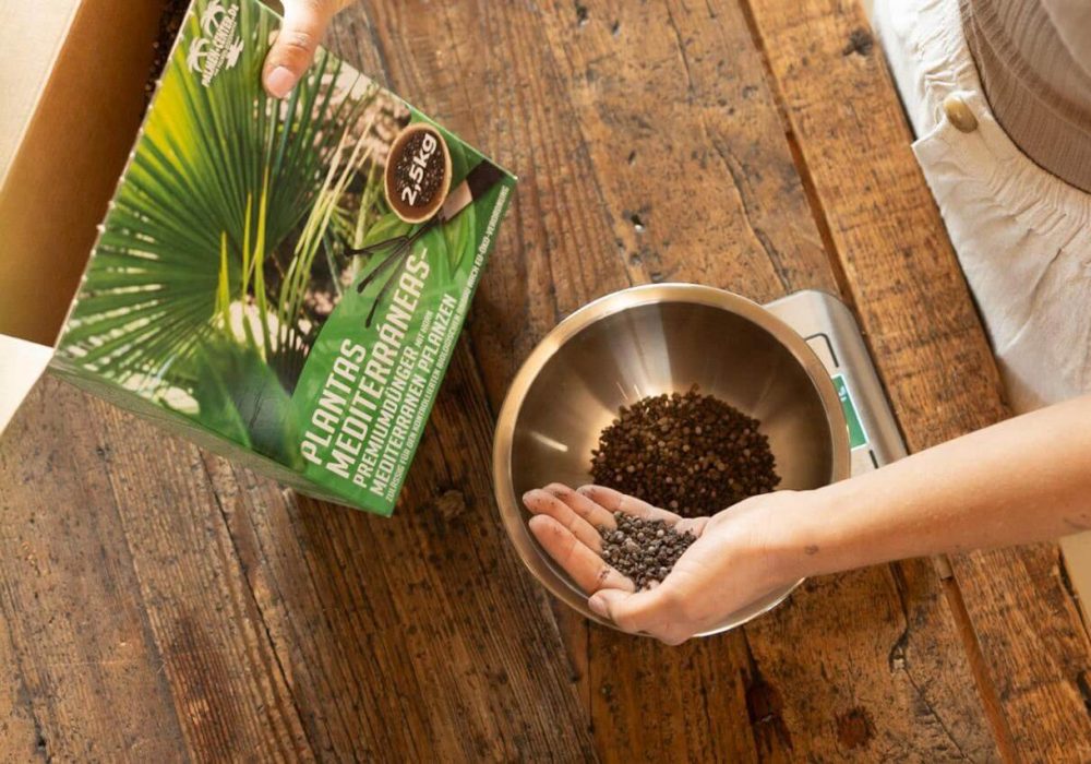 Dünger für Palmen im Topf – online erhältlich